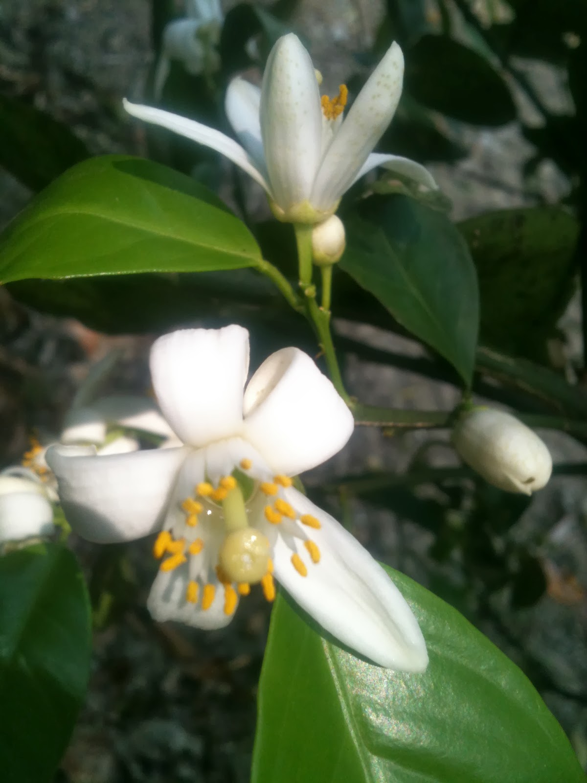 Cascabeles y Campanas Flor de naranjo